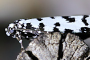 Moth (Ethmiidae sp) (Ethmiidae sp)